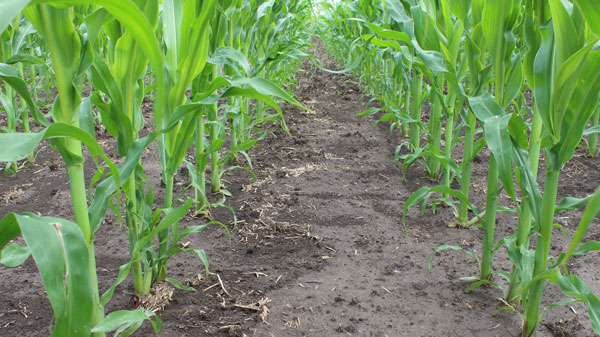 Авторитетное мнение практика о применении гербицида "Санкор, ВДГ" в посевах кукурузы 